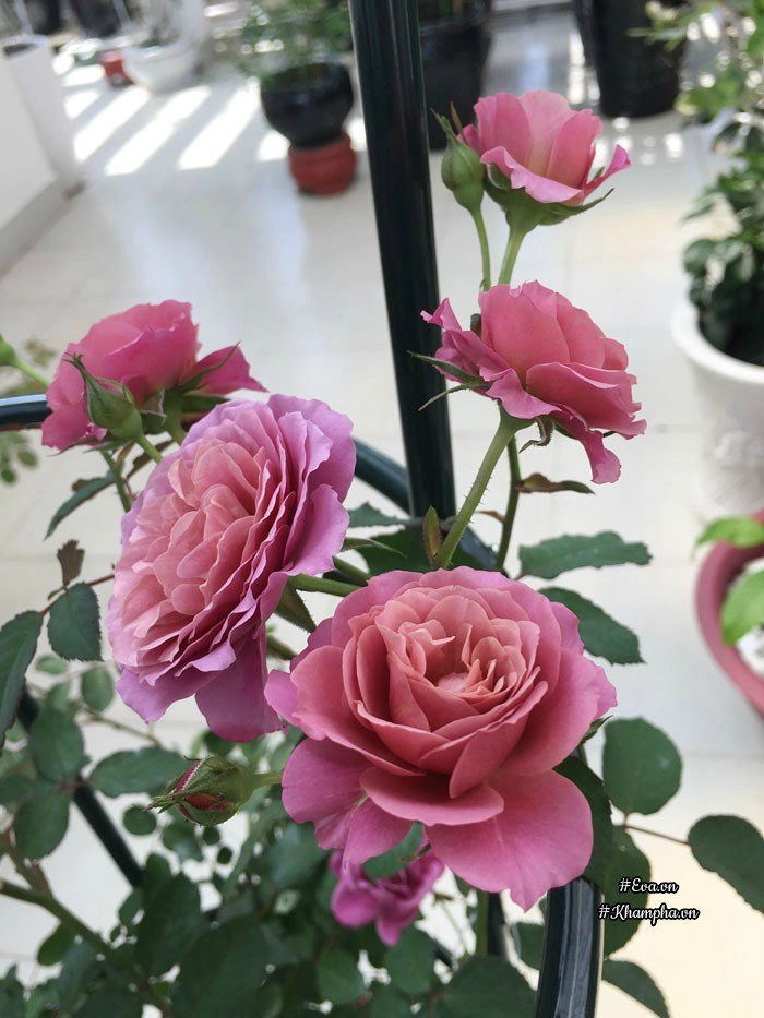Chỉ mới trồng được 8 tháng nhưng mẹ sài gòn đã có vườn hoa hồng sân thượng tuyệt đẹp - 3