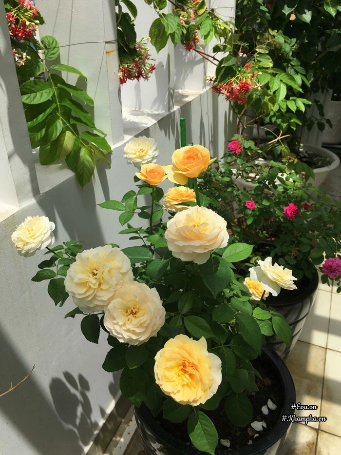 Chỉ mới trồng được 8 tháng nhưng mẹ sài gòn đã có vườn hoa hồng sân thượng tuyệt đẹp - 6
