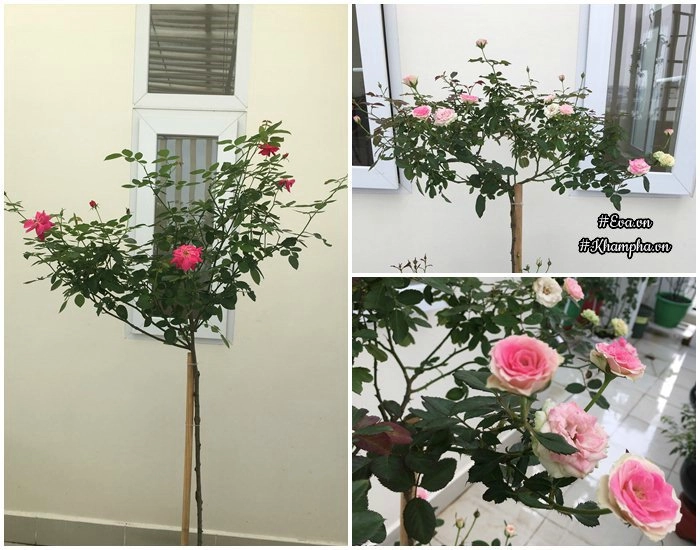 Chỉ mới trồng được 8 tháng nhưng mẹ sài gòn đã có vườn hoa hồng sân thượng tuyệt đẹp - 12