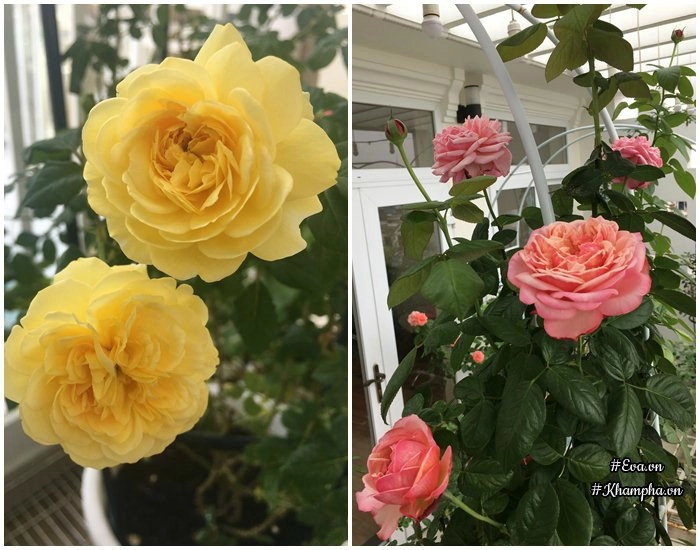 Chỉ mới trồng được 8 tháng nhưng mẹ sài gòn đã có vườn hoa hồng sân thượng tuyệt đẹp - 13