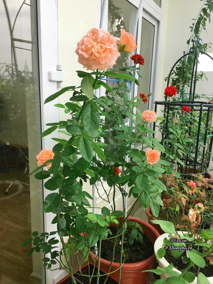 Chỉ mới trồng được 8 tháng nhưng mẹ sài gòn đã có vườn hoa hồng sân thượng tuyệt đẹp - 17