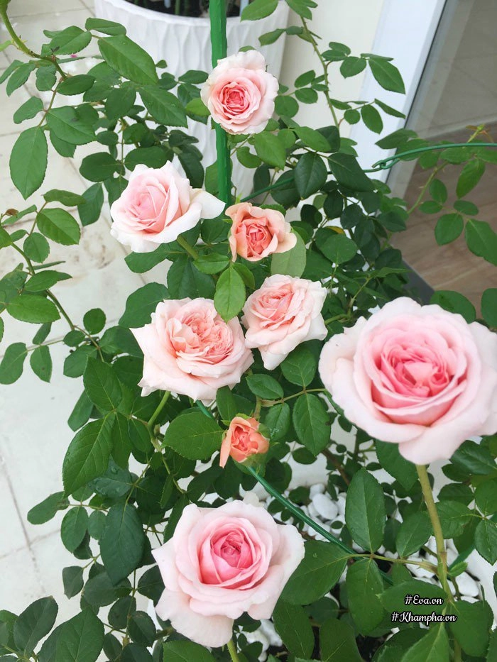 Chỉ mới trồng được 8 tháng nhưng mẹ sài gòn đã có vườn hoa hồng sân thượng tuyệt đẹp - 18