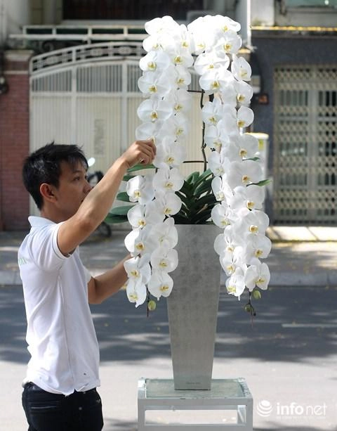 Đại gia chi hàng trăm triệu chơi hoa mai mỹ đông đào đỏ nhập từ hà lan - 9