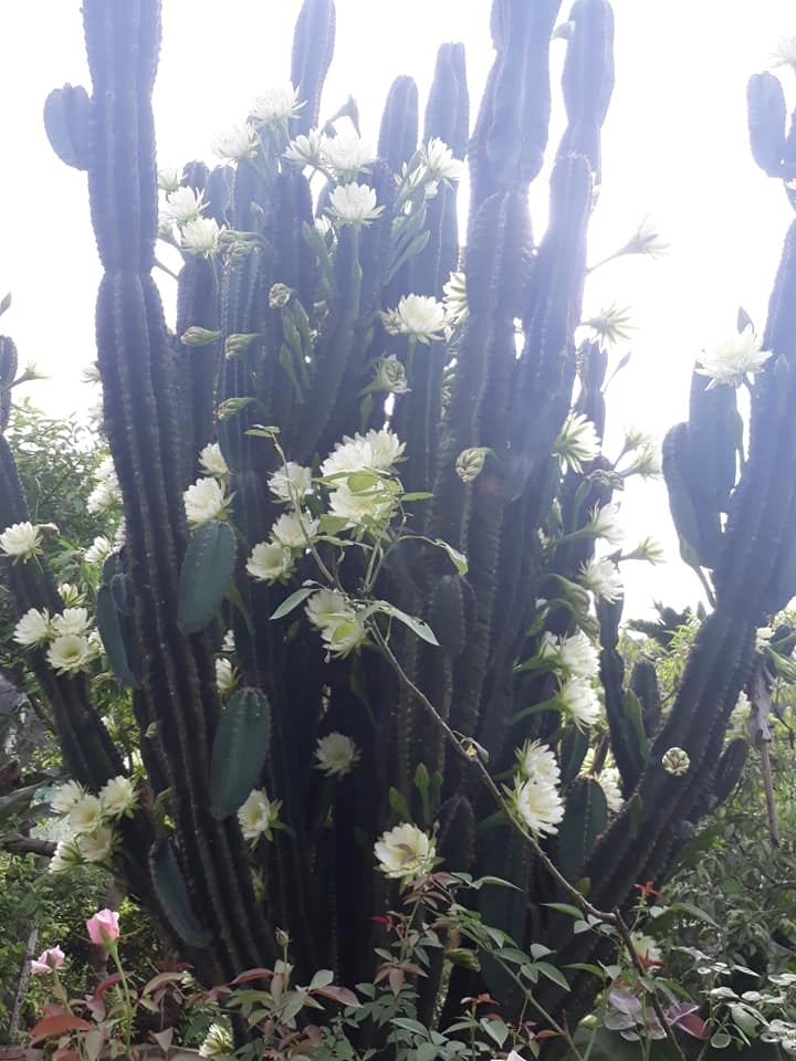 Dân mạng sửng sốt trước cây xương rồng 30 năm tuổi khổng lồ ra hoa trắng muốt ở quảng ninh - 7