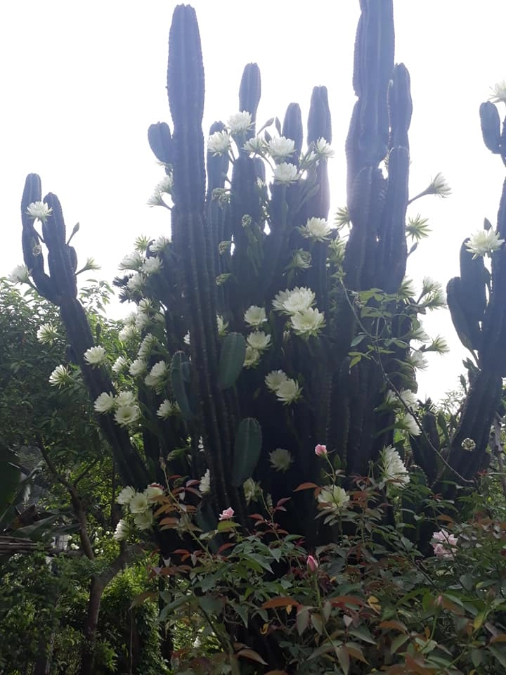 Dân mạng sửng sốt trước cây xương rồng 30 năm tuổi khổng lồ ra hoa trắng muốt ở quảng ninh - 8