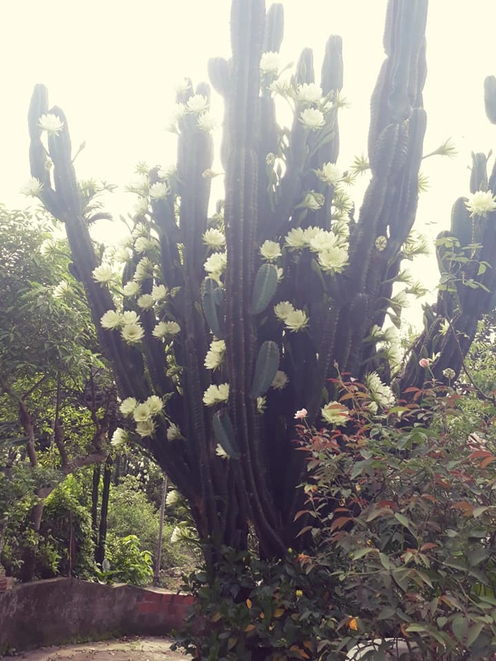 Dân mạng sửng sốt trước cây xương rồng 30 năm tuổi khổng lồ ra hoa trắng muốt ở quảng ninh - 9