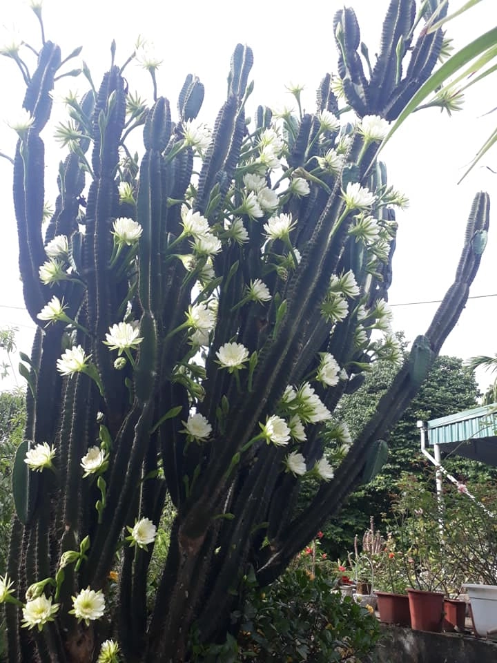 Dân mạng sửng sốt trước cây xương rồng 30 năm tuổi khổng lồ ra hoa trắng muốt ở quảng ninh - 10