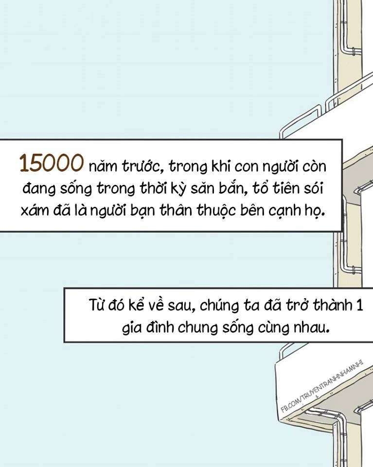 Đừng vô tâm hãy cứu lấy những chú chó chú mèo này trước khi quá muộn - 5