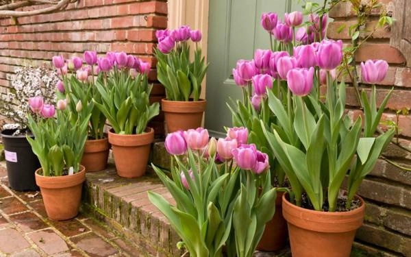 Hoa tulip nở rực đúng dịp tết nhờ biết cách chọn củ và bón thúc đơn giản không ngờ - 3