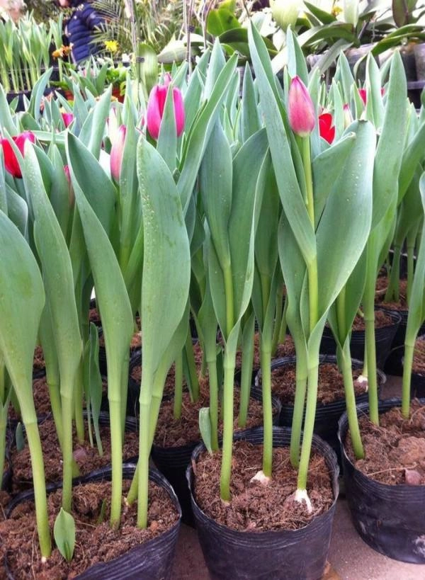 Hoa tulip nở rực đúng dịp tết nhờ biết cách chọn củ và bón thúc đơn giản không ngờ - 7