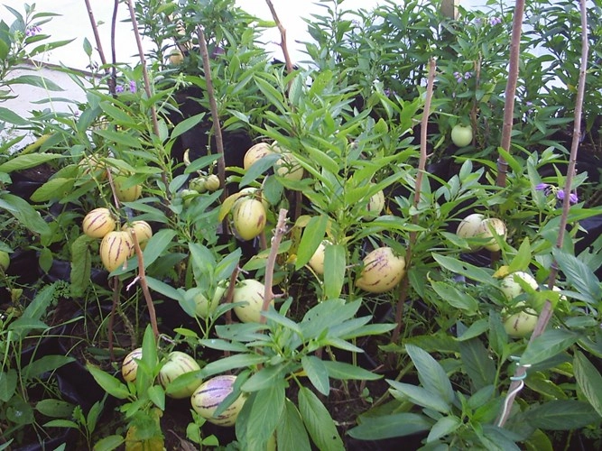 Học cách trồng dưa hấu sọc vàng đang gây sốt xình xịch - 2