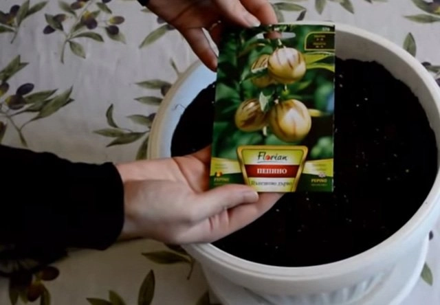 Học cách trồng dưa hấu sọc vàng đang gây sốt xình xịch - 4