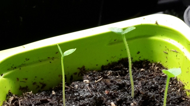 Học cách trồng dưa hấu sọc vàng đang gây sốt xình xịch - 6