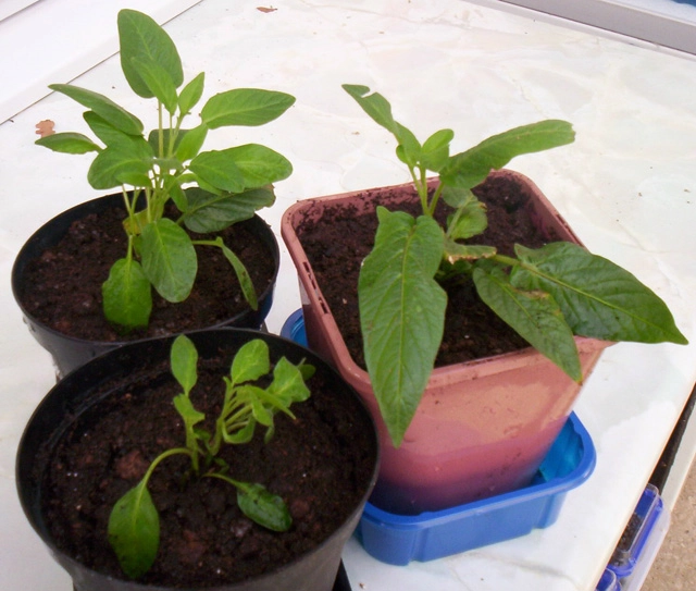 Học cách trồng dưa hấu sọc vàng đang gây sốt xình xịch - 8