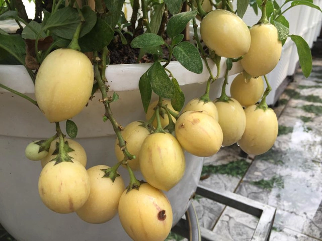 Học cách trồng dưa hấu sọc vàng đang gây sốt xình xịch - 10