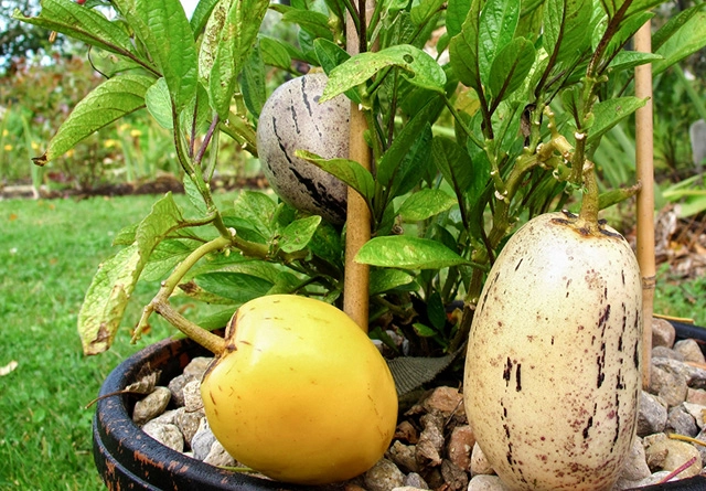 Học cách trồng dưa hấu sọc vàng đang gây sốt xình xịch - 11