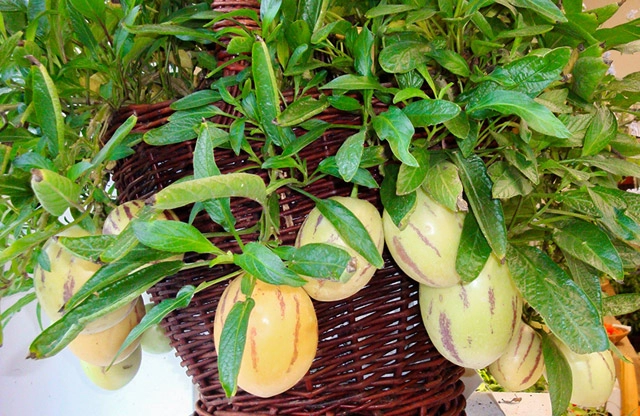 Học cách trồng dưa hấu sọc vàng đang gây sốt xình xịch - 12
