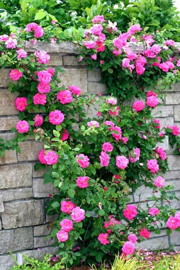 Học cách trồng hoa hồng leo nở rực rỡ trước cổng nhà - 1
