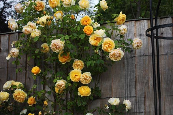 Học cách trồng hoa hồng leo nở rực rỡ trước cổng nhà - 3