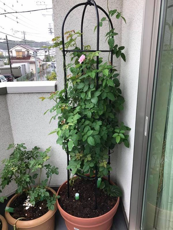 Học cách trồng hoa hồng leo nở rực rỡ trước cổng nhà - 4