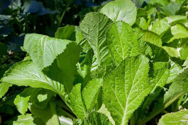 Học cách trồng rau cải xanh trong thùng xốp nhanh cho thu hoạch - 1