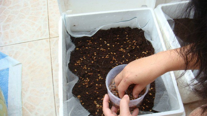 Học cách trồng rau cải xanh trong thùng xốp nhanh cho thu hoạch - 2