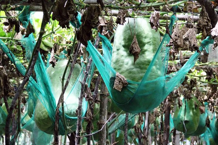 Lạ kì vùng đất người dân mắc võng cho bí khổng lồ nằm ngủ chỉ sợ bí rơi đè chết - 4