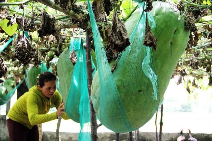 Lạ kì vùng đất người dân mắc võng cho bí khổng lồ nằm ngủ chỉ sợ bí rơi đè chết - 13