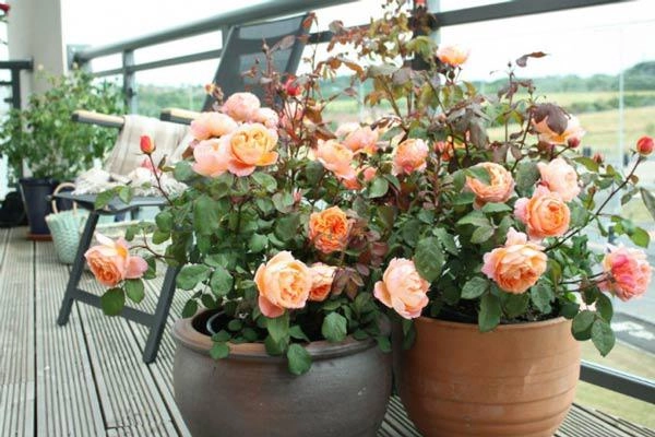 Mách cách trồng hoa hồng bằng cành nhanh gọn mà cây vẫn khỏe nở hoa to - 1