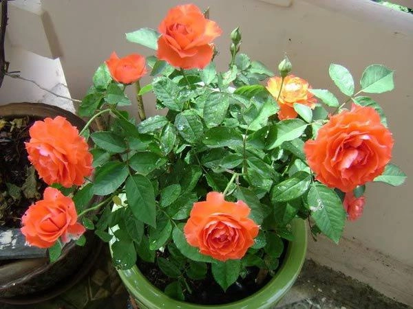 Mách cách trồng hoa hồng bằng cành nhanh gọn mà cây vẫn khỏe nở hoa to - 8