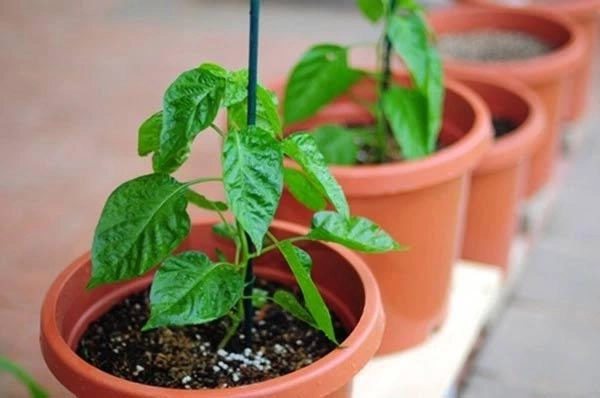 Mách cách trồng ớt sai quả cho thu hoạch mỏi tay không hết - 4