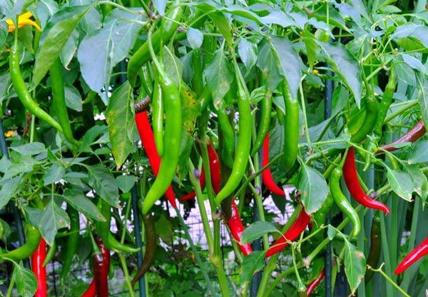Mách cách trồng ớt sai quả cho thu hoạch mỏi tay không hết - 6