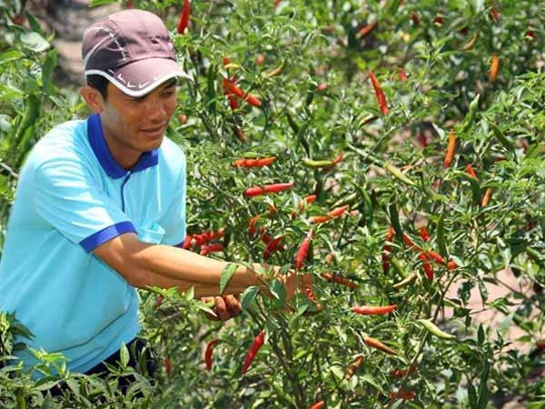 Mách cách trồng ớt sai quả cho thu hoạch mỏi tay không hết - 7