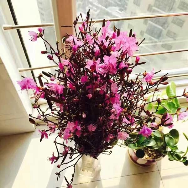 Mách chị em mẹo bẻ cành cạo vỏ để chọn được cành đỗ quyên ngủ đông chuẩn đẹp - 1