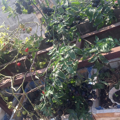 Mẹ 3 con trồng cà chua đen trĩu vườn sân thượng - 4