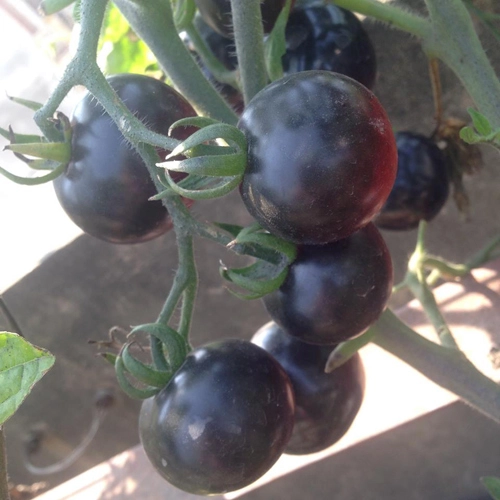Mẹ 3 con trồng cà chua đen trĩu vườn sân thượng - 6
