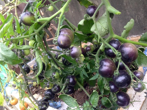 Mẹ 3 con trồng cà chua đen trĩu vườn sân thượng - 1