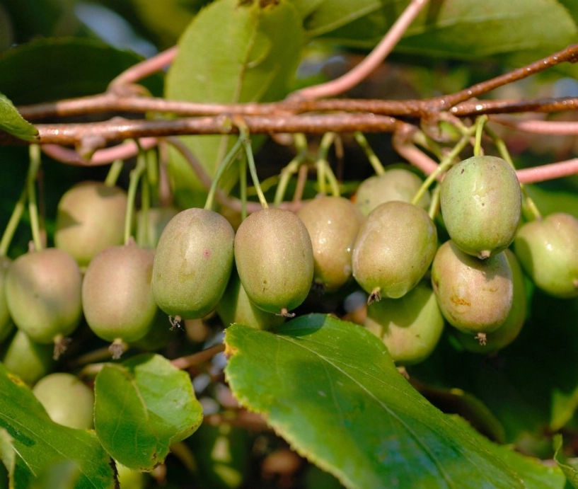 Mê mẩn trồng kiwi tí hon từ hạt cực đơn giản - 1