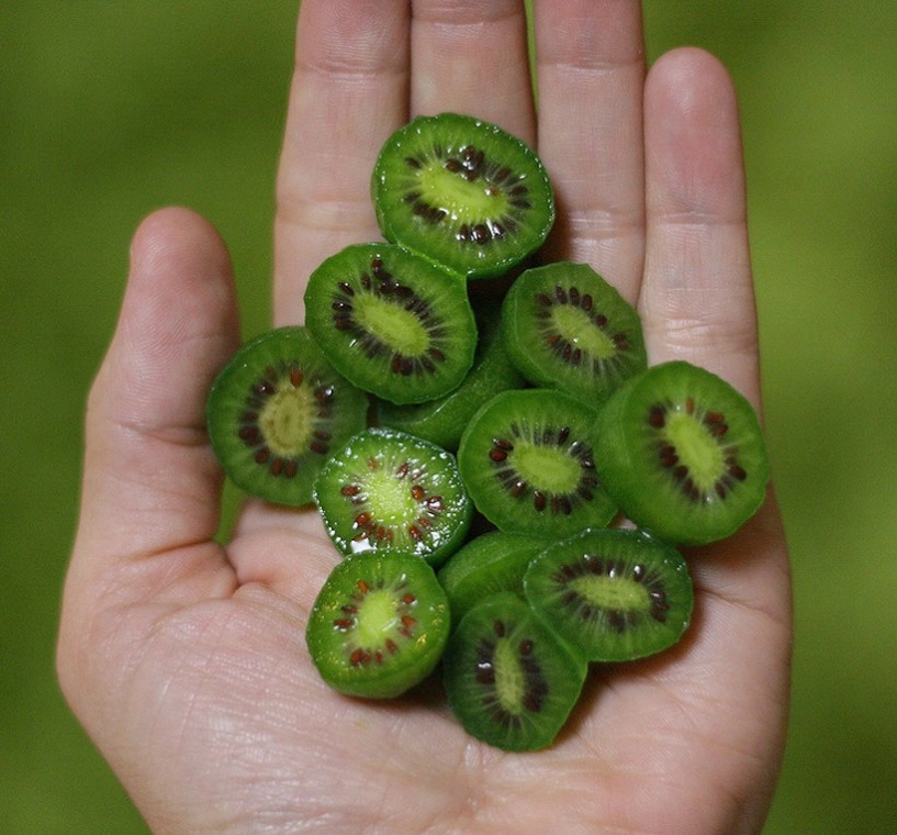 Mê mẩn trồng kiwi tí hon từ hạt cực đơn giản - 2