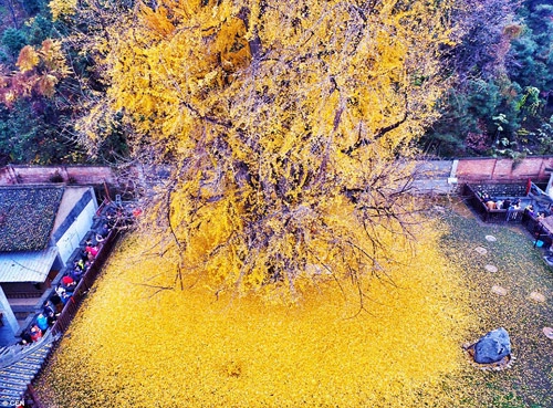 Mùa thu vàng ruộm dưới gốc cây ngân hạnh 1400 tuổi - 4