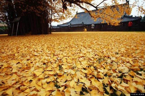 Mùa thu vàng ruộm dưới gốc cây ngân hạnh 1400 tuổi - 8