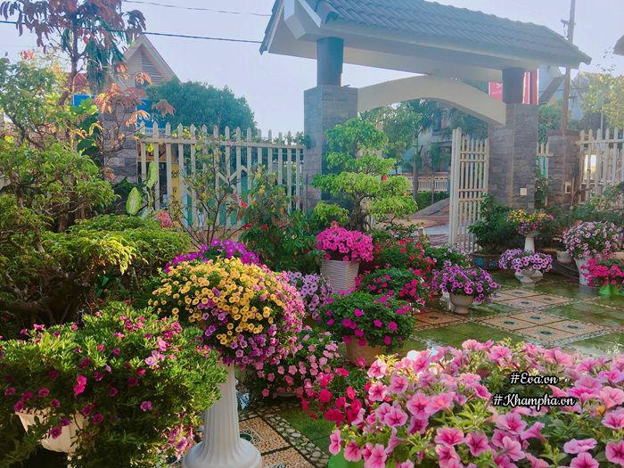 Ngẩn ngơ trước vườn hoa dạ yến thảo rực sắc trước sân nhà của bà mẹ xứ huế mộng mơ - 2