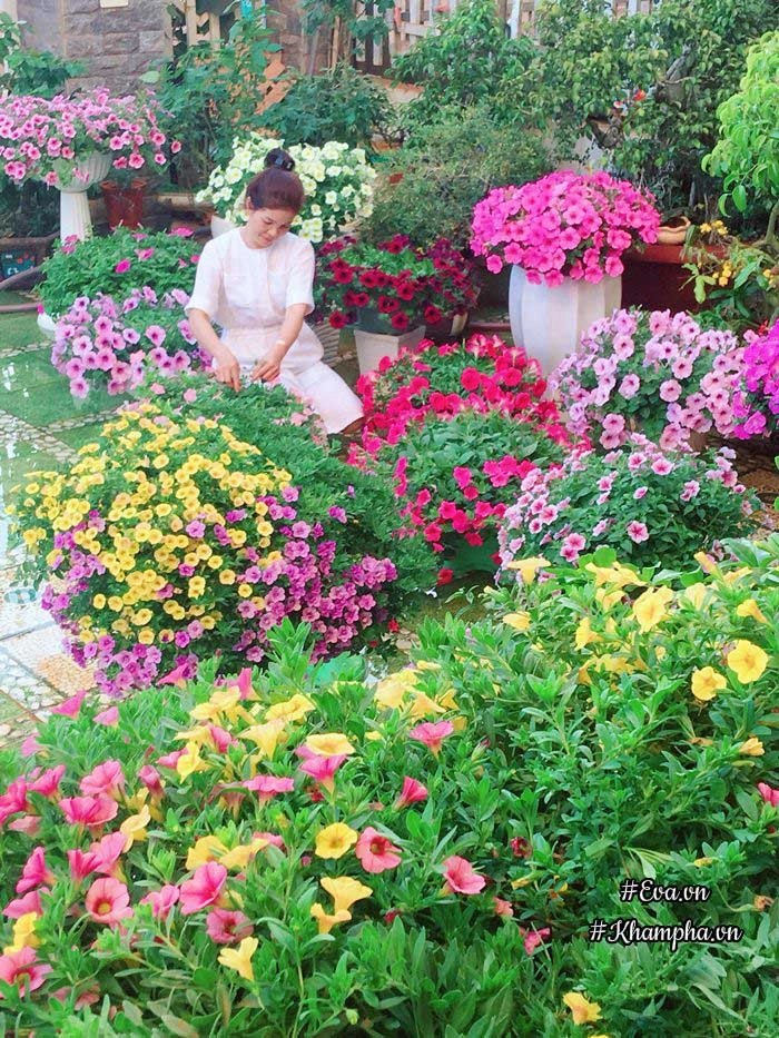Ngẩn ngơ trước vườn hoa dạ yến thảo rực sắc trước sân nhà của bà mẹ xứ huế mộng mơ - 3