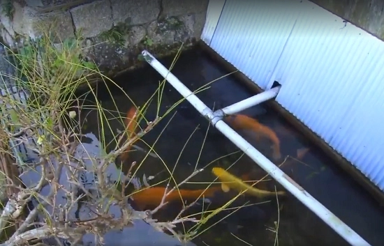 Người nhật khiến cả thế giới thán phục vì rửa bát rửa rau ngay ở kênh nuôi cá - 2