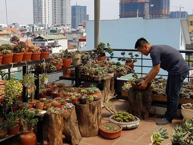 Ngưỡng mộ mẹ việt trồng sen đá hình đất nước sao vàng 5 cánh đẹp nao lòng ở trời tây - 16