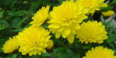 Những loại hoa dễ trồng dễ sống khi đông đến - 5
