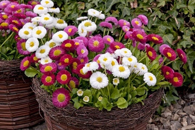 Những loại hoa dễ trồng dễ sống khi đông đến - 6