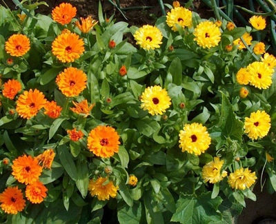 Những loại hoa dễ trồng dễ sống khi đông đến - 7