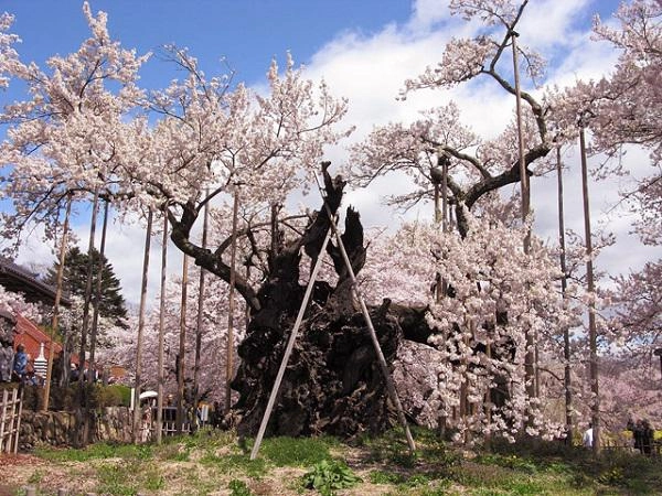 Sửng sốt trước cây anh đào khổng lồ đẹp nhất thế giới được xem như báu vật của nhật bản - 1