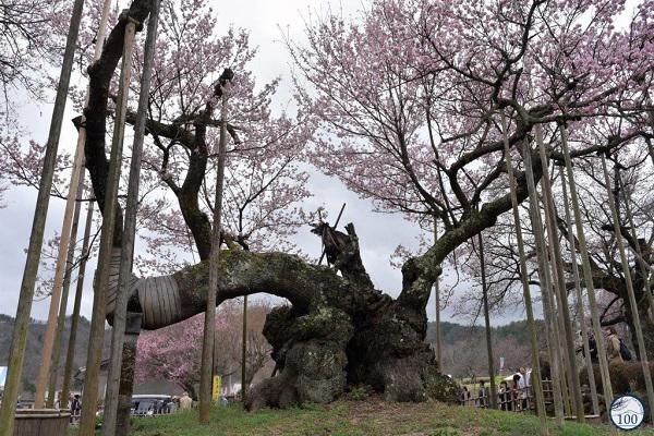 Sửng sốt trước cây anh đào khổng lồ đẹp nhất thế giới được xem như báu vật của nhật bản - 3